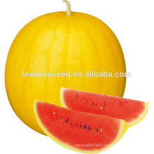 MW23 Hongjin small size F1 hybrid yellow watermelon seeds company